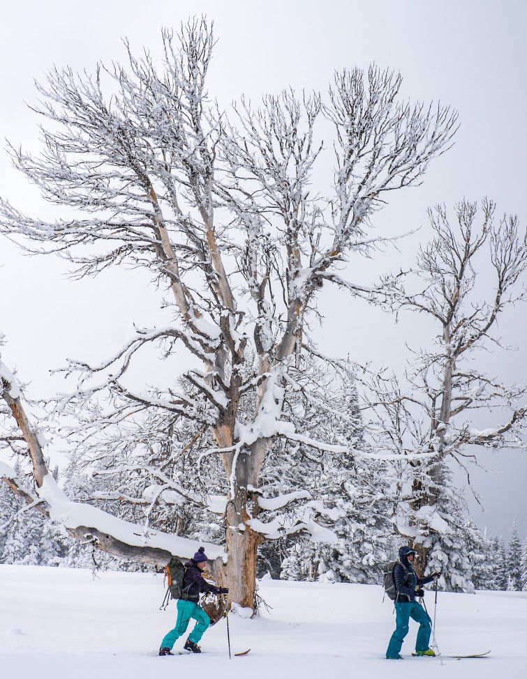 Winter wonderland